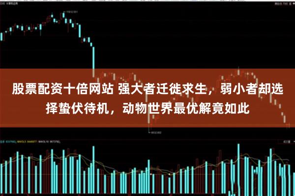 股票配资十倍网站 强大者迁徙求生，弱小者却选择蛰伏待机，动物世界最优解竟如此
