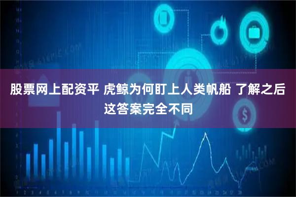 股票网上配资平 虎鲸为何盯上人类帆船 了解之后这答案完全不同